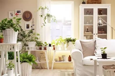 2. 植物形态与五行生克的辩证关系