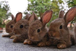 二、  养兔对家庭风水运势的积极影响分析