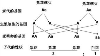 跨域对比：植物、 动物与微生物中的遗传因素与变动