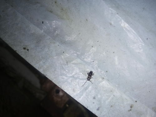 三、 成因探析：多维因素交织作用之机理