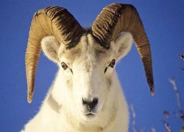 1979年属羊的人2026年运势如何？近五年运势详解？