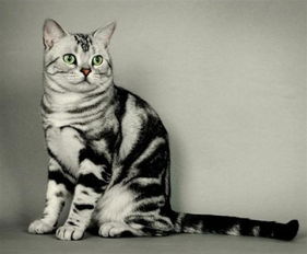 1. 虎斑猫命名较大全：四字精选