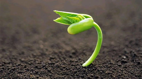 2.4 植物植被：生气盎然的守护