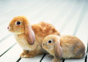 属兔2026年感情运势如何，爱情运会有哪些变化？