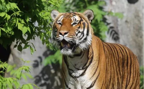 2026年8月属虎人的运势和下半年运势具体是怎样的？