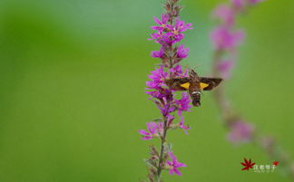 自然之美与生机勃勃