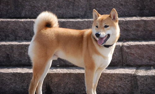 养狗真的能辟邪去灾避邪吗？身边十种物件中哪些有这种神奇功效？