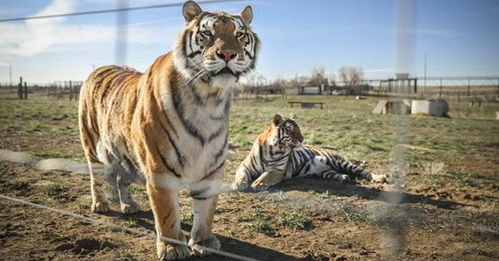 克勤克俭对应什么生肖，养虎为患对应什么生肖？