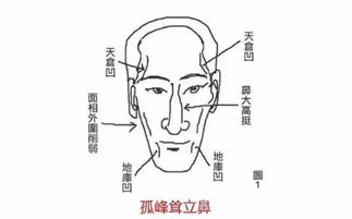 鼻头特征与旺夫特质的关系