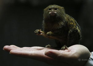 侏儒狨（Pygmy Lemur）——马达加斯加岛上的稀有代表