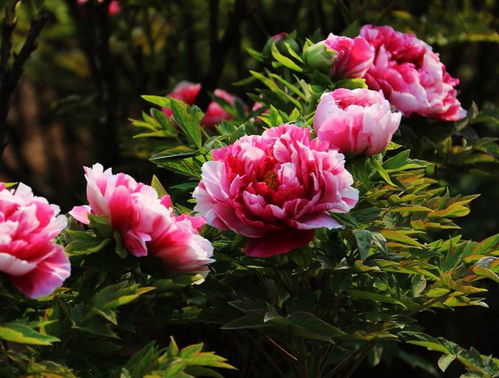 牡丹花象征哪个生肖？它代表哪种动物有何寓意？