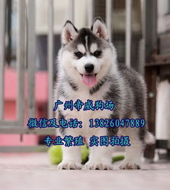 买狗选吉日，有没有什么特别的日子是买犬的吉日呢？