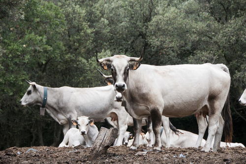 牛男最适合与哪个生肖结缘？最佳妻子特质是什么？