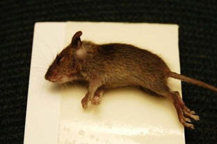 上山遇到老鼠吉凶如何？老鼠钻洞预示着什么征兆？