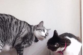 ：夜间猫入宅之象征意涵的更