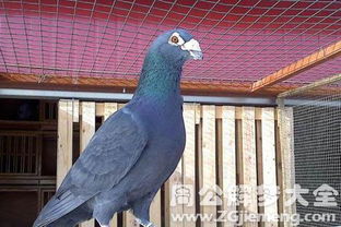 一、 周公解梦中的鸽子意象及其预示