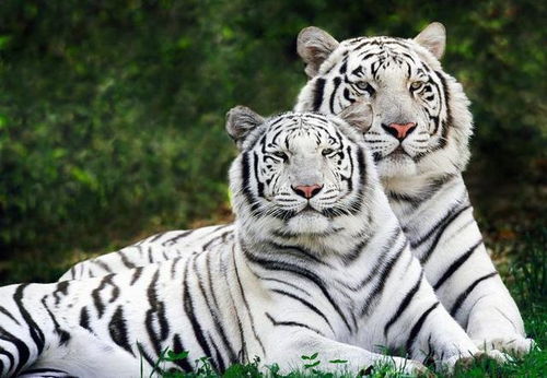 左环右抱风水含义是什么？双龙抱虎风水布局如何？