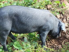 梦见别人杀猪是什么预兆或象征？