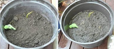 3. 排水：不排水等着烂根