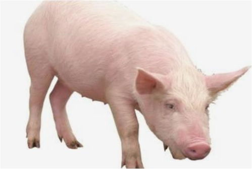 属猪2026年上坟合适吗？2026年属猪的禁忌地点有哪些？