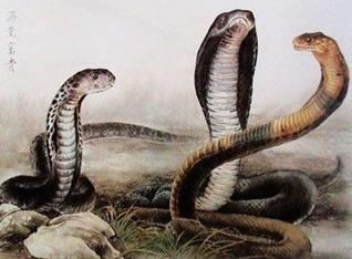 引蛇出洞是哪个生肖？指哪个动物的意思是什么？