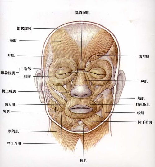 一、 面相特征的具体表现