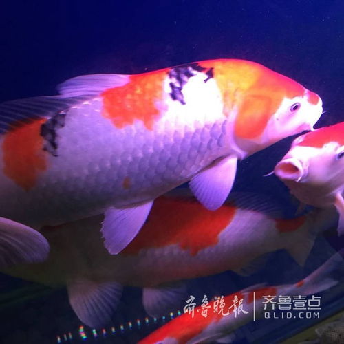 一条锦鲤和两天金鱼风水，养十二条金鱼风水改如何布局？