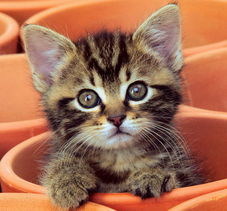 新房养猫对风水有吉祥影响吗？