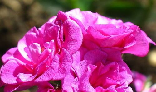 梦见吃寿桃是什么吉凶预兆？周公解梦有何说法？