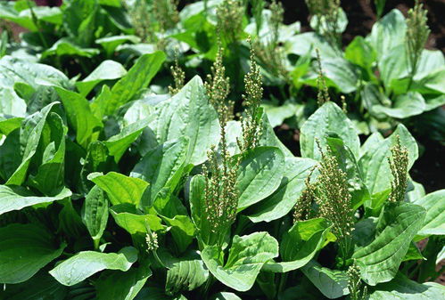 啊！梦见绿植蔫了？大事不妙！