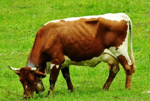 12. 生肖牛（重复补充）：踏实稳重且耐心持久