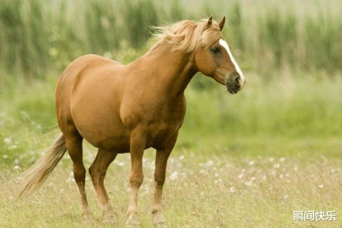 属羊遇见属马的婚姻如何？78属马和79属羊的相配吗，他们之间会有怎样的婚姻关系呢？