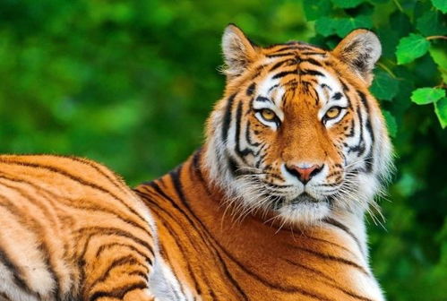 2026年属虎12月运势中，佩戴什么饰物对运势有特殊意义？