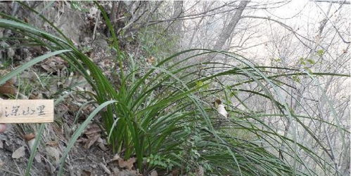 2.1 环境净化与身心健康的间接效应