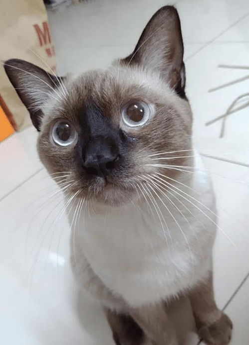 暹罗（Siamese）