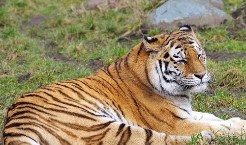 属虎手机尾号4健康评测，属鼠尾号4的评测结果如何？