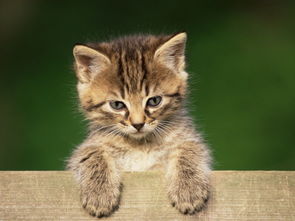 孕妇梦见猫是什么意思？周公解梦有何解释？