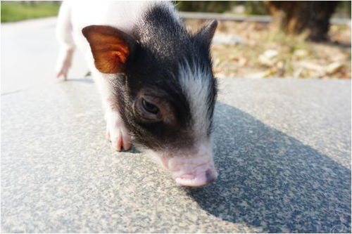 猪猪人的爱情保鲜秘籍