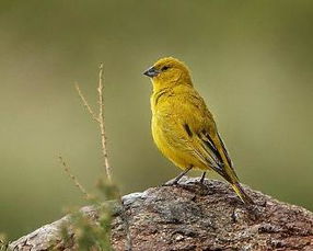 “三大口”与人工驯养：北京地区传统审美标准的文化内涵