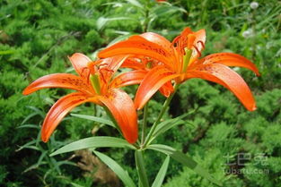 野百合的花语和象征意义分别是什么它们蕴含着怎样的寓意？