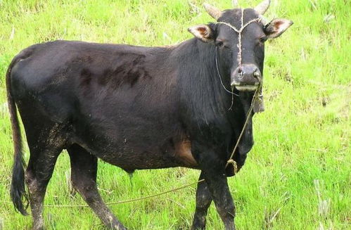 属羊人客厅养什么花能招财运？羊的招财图片大全有何寓意？