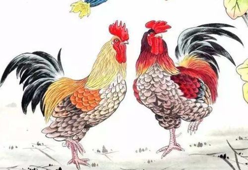 属鸡兔年财运如何，属兔老公属鸡老婆的运势有何特别含义？