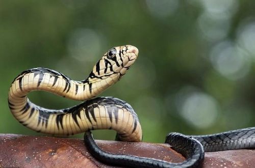 2026年属蛇的人佩戴什么吉祥物可以转运，又戴什么物品有利于健康？