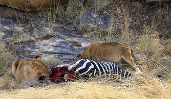 毛骨悚然的生肖是哪个？什么生肖让人感到毛骨悚然呢？