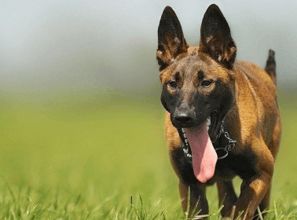 有没有什么霸气两字狗名，能改写成一句长尾？