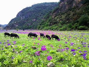 第三站：安顺“瀑布狂欢派对”——黄果树+天星桥+临时水上漂流（请自备泳衣）