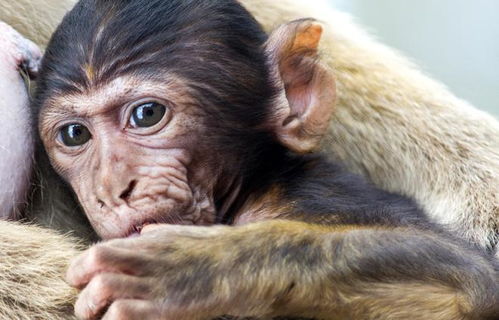 生肖猴和龙八字配对，他们的生肖相配吗？