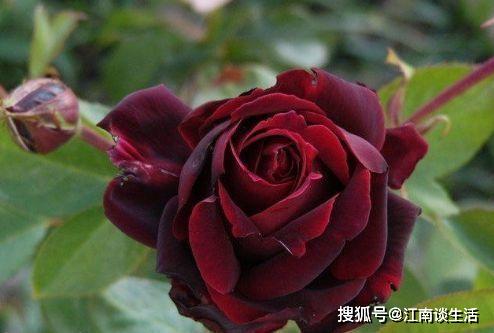 1.1 “黑魔术”：华贵神秘之美的具象化表达