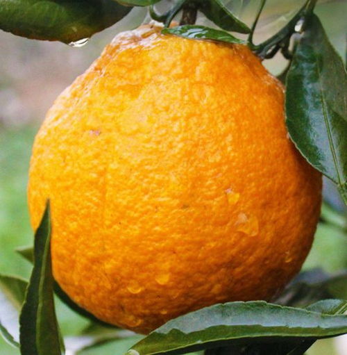 2. 清洁维护：保持新鲜与整洁