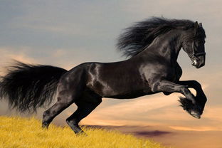 女人梦见马跑了是什么征兆，预示着什么不好的事情即将发生吗？